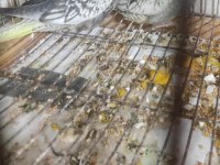 Satılık sultan papağanı albino lutino wifi