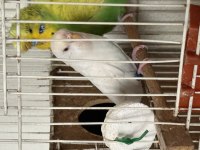 Tepeli kumbara ve albino takım muhabbet kuşu