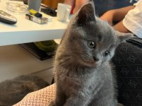 İzmir içi kedimin yavrularını sahiplendiriyorum
