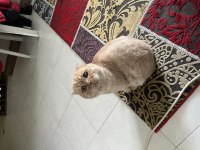 Scottish fold gold kedimiz