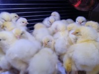 Kümes hayvanları civcivleri