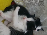 Tekli Veya Çoklu Kedileri Sahiplendirme ÜCRETSİZ