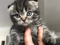 Scottish fold izmir