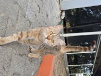 Bursa içi elden teslim kedimiz