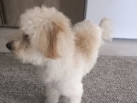 1 yaşında dişi toy poodle