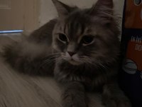 BRİTİSH LONGHAİR YAVRUMUZ