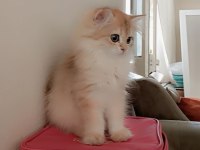 Full şecereli ny 12 dişi british longhair