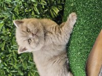 Ayı surat british shorthair kızımız yeni ailesini arıyor