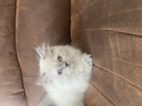 Chinchilla kediler yeni yuvamızı arıyoruz