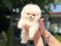 POMERANİAN BOO DİŞİ KÖPEĞİMİZ