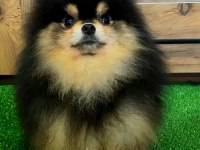 11 AYLIK TEDDY BEAR ERKEK POMERANİAN