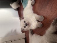 British shorthair blue point