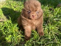 Antalya pomeranian boo köpekler