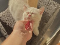ERKEK YAVRU KEDİMİZ