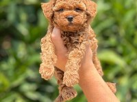 Tüy dökmeyen poodle yavruları