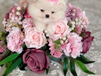 POMERANİAN MİKRO BOY PRENSES
