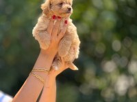 AŞILI VE ÇİŞ PEDİ EĞİTİMLİ MALTİPOO BEBEKLER 