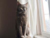 Oğluma eş arıyoruz british shorthair