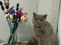 British shorthair kedisi