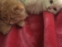 Acil sahiplendirceğim british longhair
