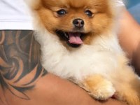 POMERANIAN BOO OĞLUM İÇİN EŞ