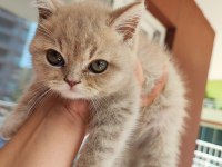 British longhair minişler yeni sahiplerini bekliyor