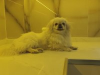 Köpeğimiz acil sahiplendirilir