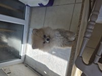 Pomeranian 2 aylık