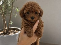 Baby Face Toy Poodle Yavrular