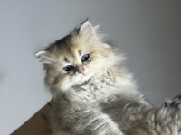 British Longhair Yavru 2.5 Aylık