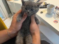 İzmir içi kedimin yavrularını sahiplendiriyorum