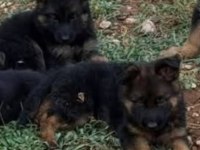 Orjinal Alman Çoban Köpeği (Alman Kurdu) Yavrusu