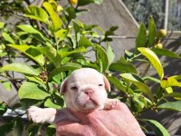 PLATİNUM DİŞİ FRENCH BULLDOG YAVRULAR