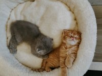 Mükemmel scottish fold bebeklerim