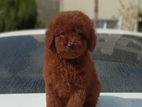 toy poodle kore kanı ırk garantili