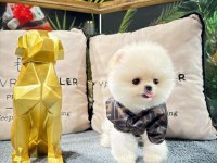 Veteriner Kontrollü Pomeranian Yavru