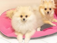 5 Aylık Erkek 1 Adet Pomeranian Kaldı Anne baba bize ait
