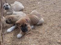 mükemmel ırk safkan kangal yavruları