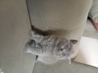 British shorthair 2 aylık