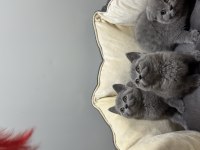 British shorthair bi color ve blue point bebek