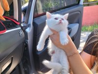 British shorthair w63 odd eyes erkek yavrum teslime hazır