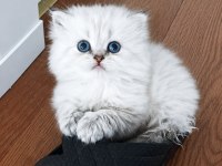 Kendi Kedimizin Safkan Yavrusu