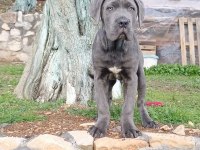 Cane corso blue yavrumuz erkek