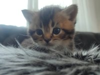 British Shorthair Yavruları