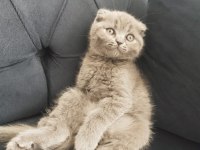 Uygun fiyatlı secereli scottish fold