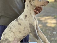 Türkiyede ilk ve tek özel renk doberman yavrular