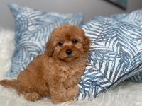 ORJİNAL MALTİPOO YAVRUM IRK VE SAĞLIK GARANTİLİ