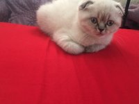 Yavrularımız çok güzel saf ırktır scottish fold