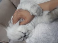 Chinchilla kedim kızgınlıkta dişi eş arıyorum