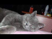 Kedimiz yuvasını arıyor 7 aylık british shorthair zeuss